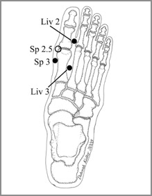 The foot